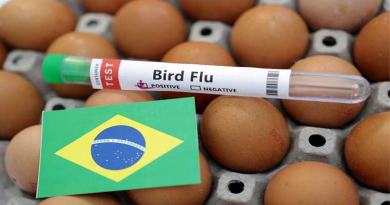 BRAZIL DETECTED FIRST BIRD FLU VIRUS