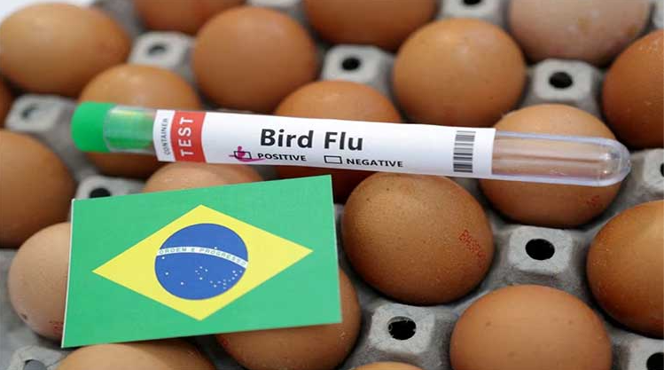 BRAZIL DETECTED FIRST BIRD FLU VIRUS