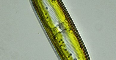 Rhizosolenia