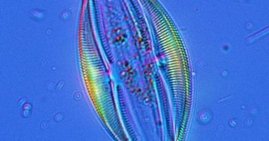 Diatoms Unsung Heroes in Carbon Capture