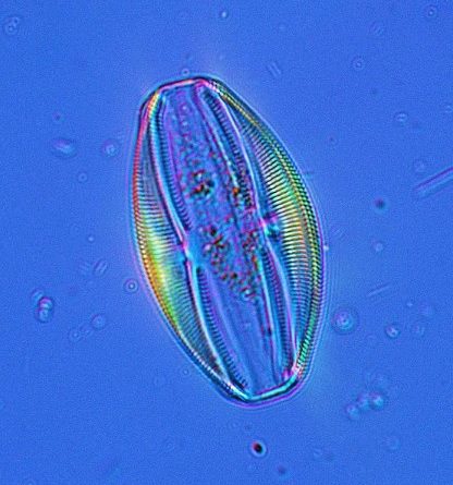 Diatoms Unsung Heroes in Carbon Capture