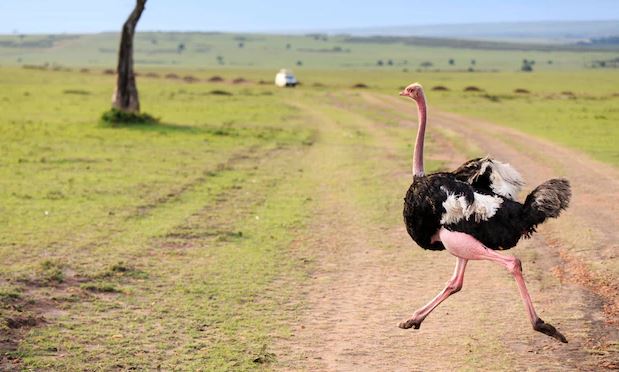 OSTRICH RUNNING 1